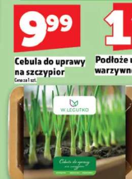 Cebula do uprawy na szczypiorek