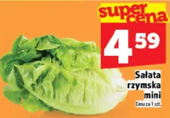 Sałata rzymska mini