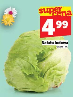 Sałata lodowa