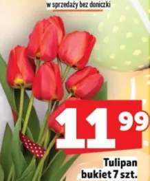 Tulipan bukiet 7 szt.
