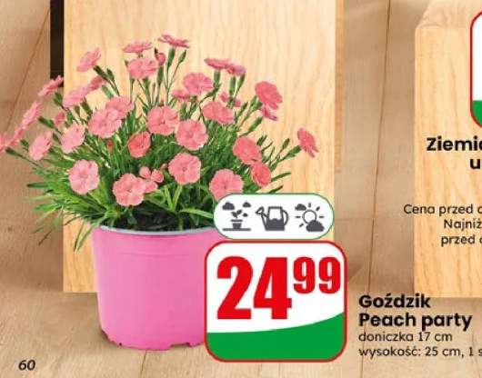goździki