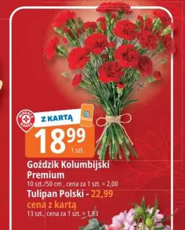 tulipany
