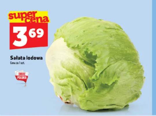 Sałata lodowa polska