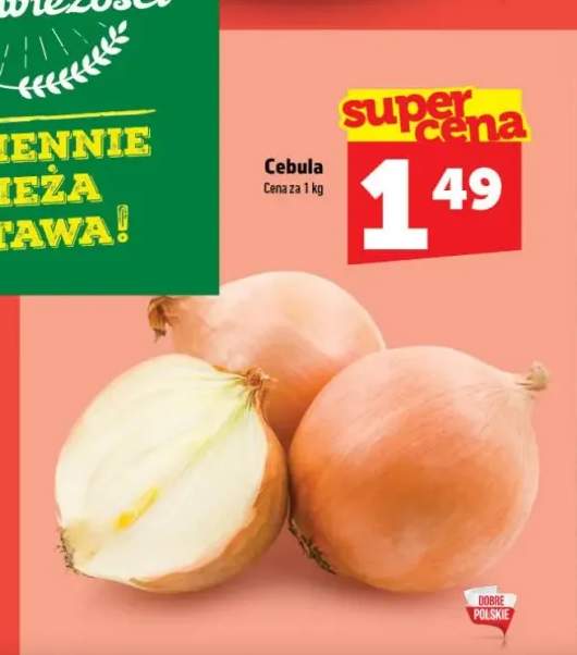 Cebula