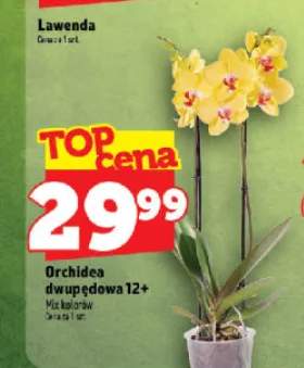Orchidea dwupędowa 12+
