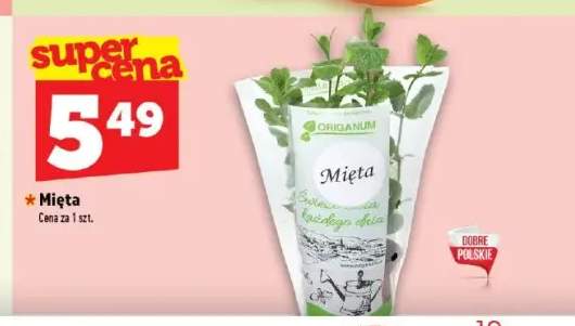 Mięta