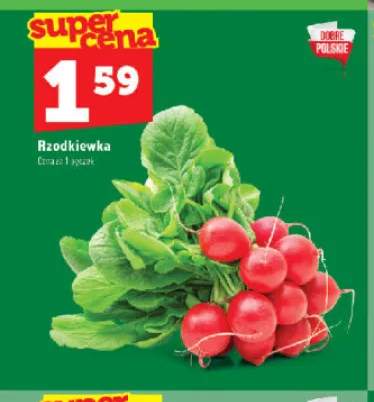 Rzodkiewka