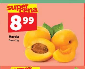 Morela
