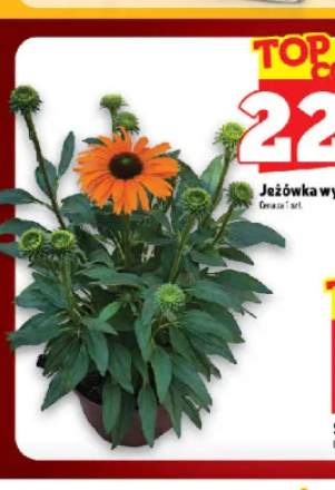 Jeżówka wys. 15 cm