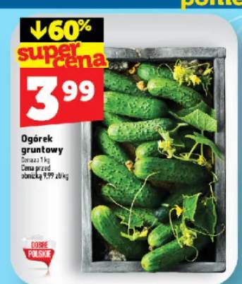 Ogórek gruntowy